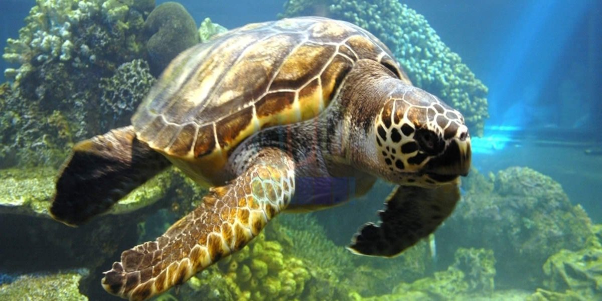 Marmaris Dalyan & Turtle Beach By Boat - 3