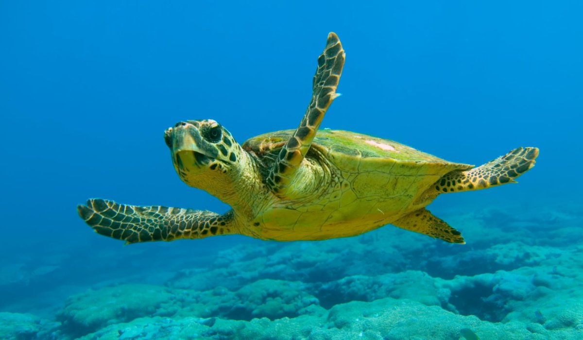 Marmaris Dalyan & Turtle Beach By Bus